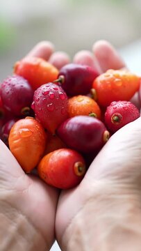 Extreme close-up macro video of healthy human hands gently cupping vibrant ruby red and sunset orange Surinam cherries, glistening against a soft, light-toned bokeh background. Natural health and