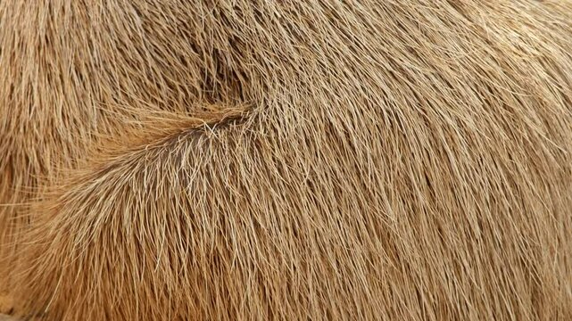 A capybara fur. Close up. Texture.