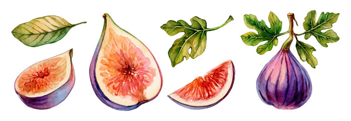 Watercolor depiction of figs and leaves highlighting fruit details and natural colors