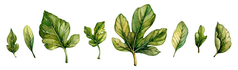 Collection of detailed green leaves showcasing various shapes and textures in botanical art