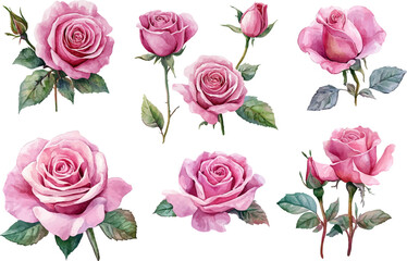 Naklejka premium set of pink roses
