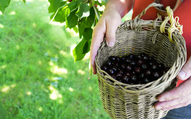 Person holding a woven basket filled with freshly picked dark berries, standing under a tree in a...