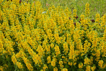 Yellow flower bushes in the field. Village and rural life