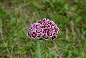 Colorful flowers in a rural garden