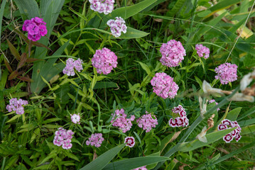 Colorful flowers in a rural garden