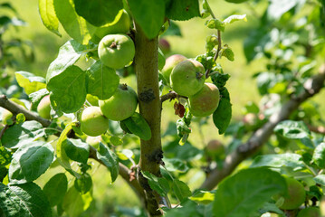 unripe apples on a branch. Rural gardening