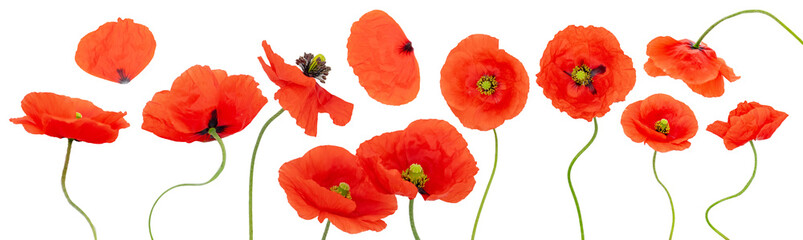 Set of various red poppy flower blossoms and petals isolated on white background. Some blossoms contains shallow depth of field