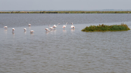 Flamingos auf der Futtersuche in der Camargue