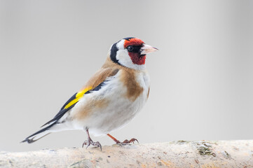 beautiful birds during winter wildlife observation