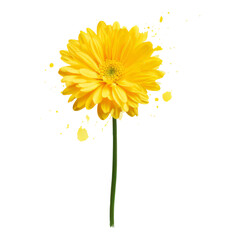 Bright Yellow Flower with Transparent Background