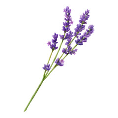 Isolated Lavender Flower on Transparent Background