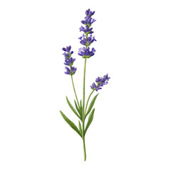 Isolated Lavender Flower on Transparent Background