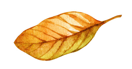 Golden autumn leaf resting gently on a white background showcasing intricate details and warm hues