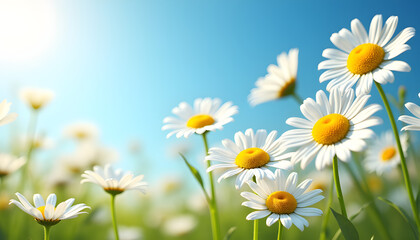 Wild Daisies in Summer Field