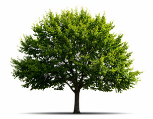 Obraz premium A lush, healthy green tree with a strong trunk and vibrant foliage isolated on a clean white background.