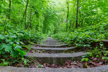 Section of railway in trees arch in forest, bottom view