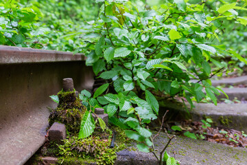 Rail fastening on railway overgrown with moss in forest