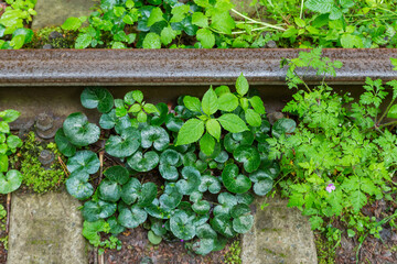 Part of wet rail on railway in forest, top view