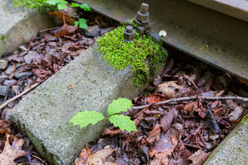 Self-seeded seedling of red oak among sleeper of railway