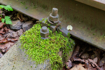 Rail fastening on railway overgrown with moss in forest