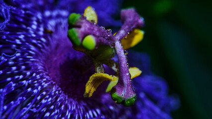Vibrant passion flower bloom with detailed petals and dew drops captured in a tropical garden...