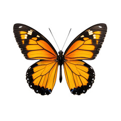 Fototapeta premium Vibrant Monarch Butterfly Displaying Its Colorful Wings