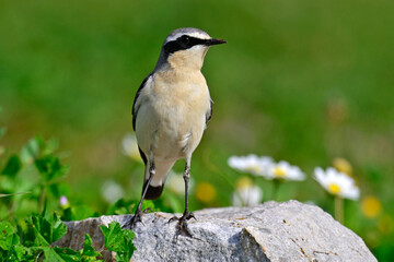 Steinschmätzer - Männchen // Northern wheatear - male (Oenanthe oenanthe) - Mani, Peloponnes, Griechenland