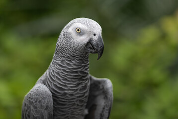 Grey parrot portrait (Captive in an large aviary) Singapore
