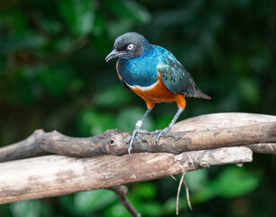 Superb starling bird at Bird Paradise in Singapore