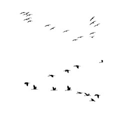 Minimalist flock of flying swallows and birds silhouettes isolated on white background. Perfect for nature, wildlife, freedom, migration, tattoo design, and decorative projects