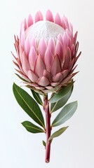 Pink king protea flower
