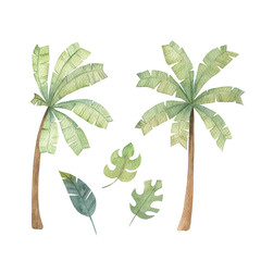 Jungle summer print. Watercolor  palm tree and leaves collection. Hand drawn isolated illustration on white background