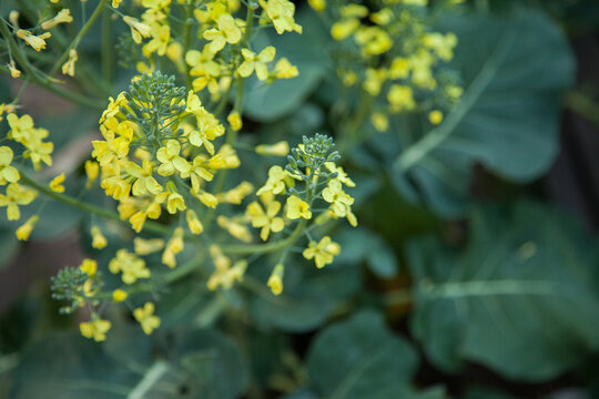 A yellow broccoli flower in the garden