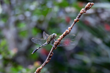 dragonfly on a branch