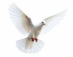 Fototapeta premium A symbol of peace, a radiant white dove flies freely with its expansive wings wide open.