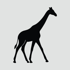 Silhouette giraffe walking majestic tall african animal vector illustration
