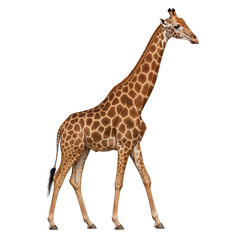 Naklejka premium giraffe isolated on white