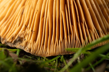 Gill Glow – Mushroom Detail in the Forest