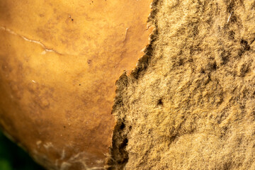 Surface Shift – Detailed Mushroom Cap Macro