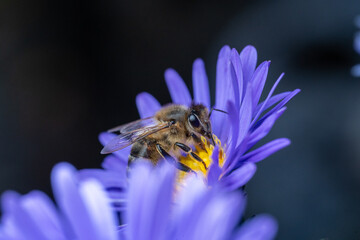 Bee on Blue-Violet Flower Stamens – Elevated Side Macro