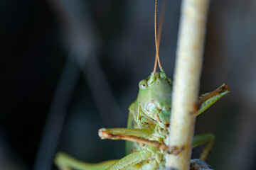 Face to Face with a Grasshopper – Macro Nature Detail