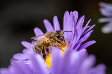 Foraging Bee on Purple Bloom – Detailed Macro
