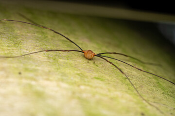 Harvestman on Birch Bark – Frontal Macro View
