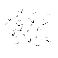 A flock of flying silhouette birds. Black on white background. Vector