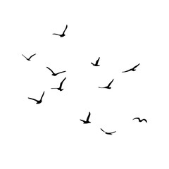 A flock of flying silhouette birds. Black on white background. Vector