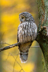 Ural owl sitting on a branch in the forest