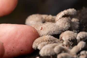 Fingertip near white fungus with tiny red insect on deadwood in natural setting