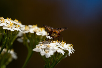 Hoverfly facing camera on white flower with yellow pistil in natural light