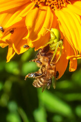 Green crab spider (Misumena vatia) ambushing and feeding on a honeybee on a vibrant orange flower...