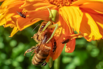 Green crab spider (Misumena vatia) ambushing and feeding on a honeybee on a vibrant orange flower...